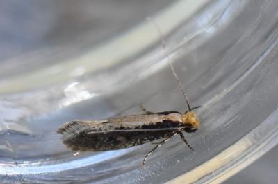 <i>Monopis crocicapitella</i>