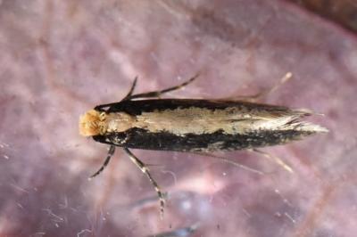 <i>Monopis crocicapitella</i>