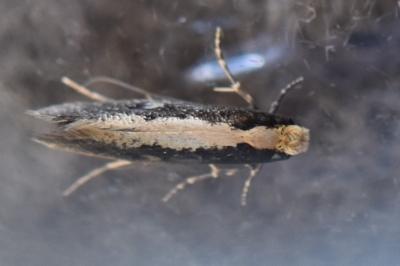 <i>Monopis crocicapitella</i>