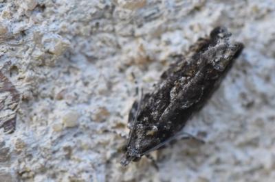 <i>Zeiraphera isertana</i>