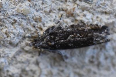<i>Zeiraphera isertana</i>