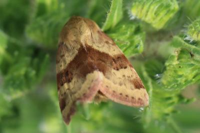 Noctuelle de la Cardère 
