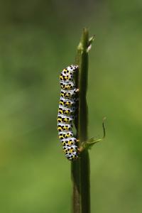Cucullie de la Scrophulaire 