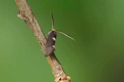 Incurvaria masculella