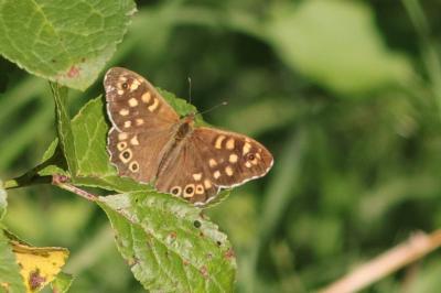 Pararge aegeria