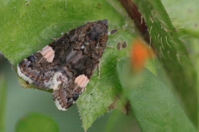 Noctuelle en deuil 