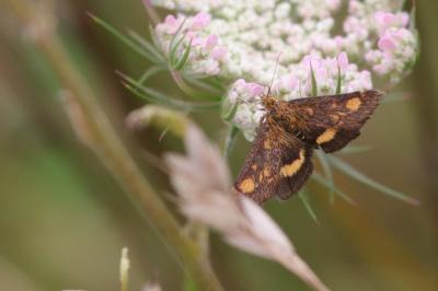 <i>Pyrausta aurata</i>