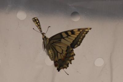 Machaon 