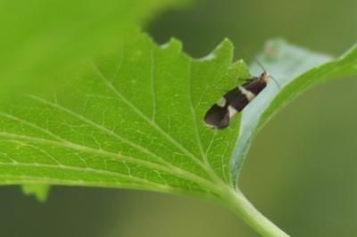 <i>Lampronia capitella</i>