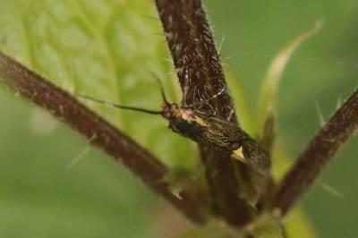 <i>Esperia sulphurella</i>