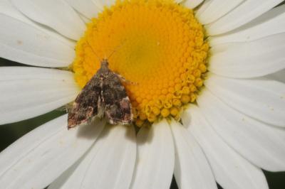 <i>Anthophila fabriciana</i>