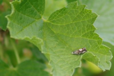 <i>Grapholita compositella</i>
