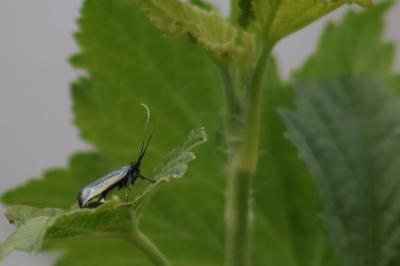 <i>Adela reaumurella</i>