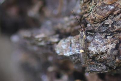 <i>Esperia sulphurella</i>