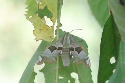 Sphinx du Tilleul 