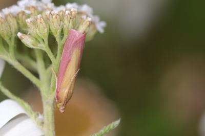 <i>Oncocera semirubella</i>