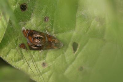 <i>Olethreutes arcuella</i>