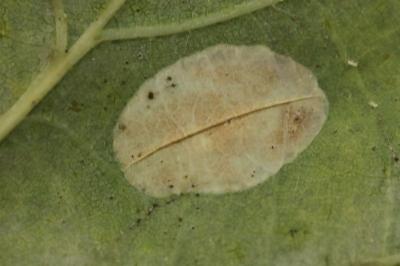 <i>Phyllonorycter quercifoliella</i>