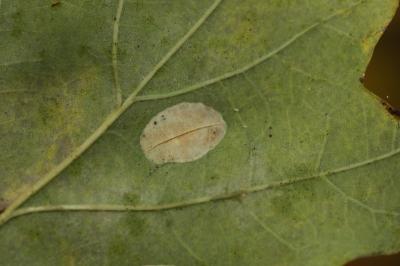 <i>Phyllonorycter quercifoliella</i>