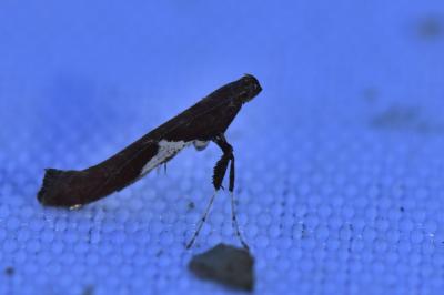 <i>Caloptilia stigmatella</i>