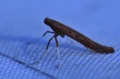 <i>Caloptilia</i>