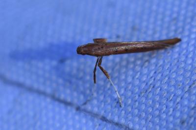 <i>Caloptilia</i>