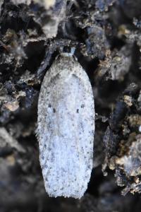<i>Agonopterix scopariella</i>
