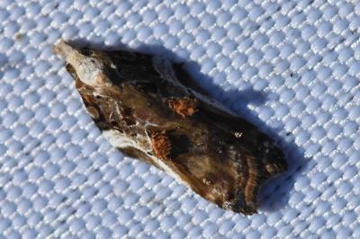 <i>Acleris cristana</i>