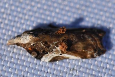 <i>Acleris cristana</i>