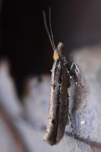 <i>Ypsolopha ustella</i>