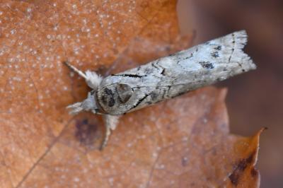 Sarrothripe de Revay 