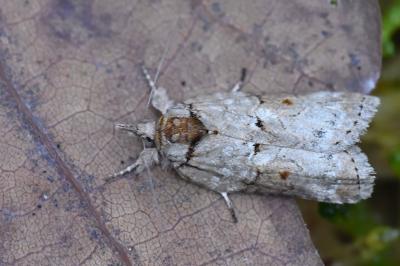 Sarrothripe de Revay 