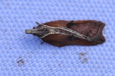 <i>Acleris cristana</i>