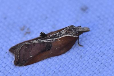 <i>Acleris cristana</i>