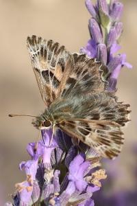 <i>Carcharodus alceae alceae</i>