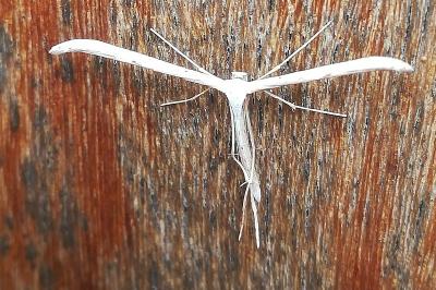 <i>Emmelina monodactyla</i>