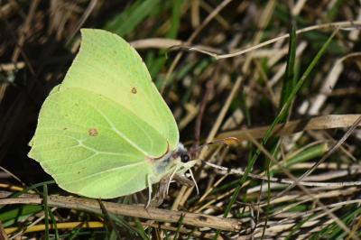 Gonepteryx rhamni