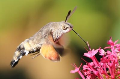 Macroglossum stellatarum