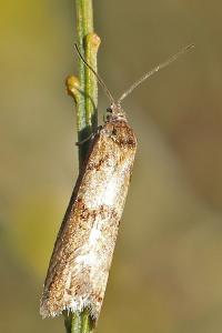 <i>Tortricodes alternella</i>