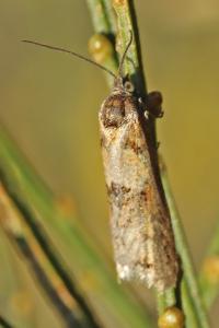 <i>Tortricodes alternella</i>