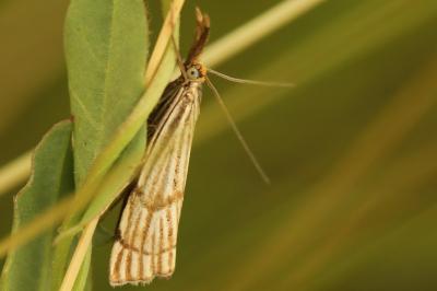 <i>Chrysocrambus linetella</i>