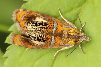 <i>Olethreutes arcuella</i>