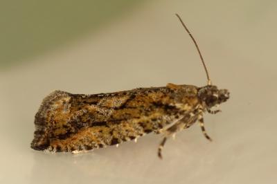<i>Zeiraphera isertana</i>
