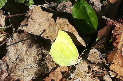 Citron 