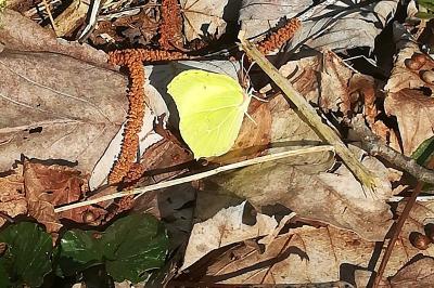 Citron 