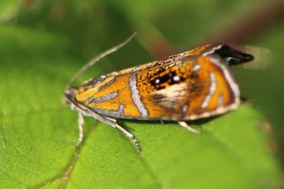 <i>Olethreutes arcuella</i>