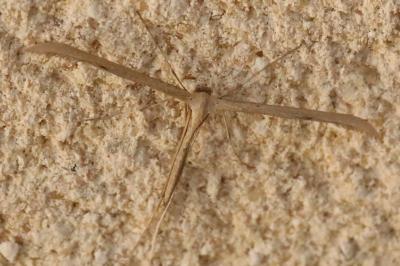 <i>Emmelina monodactyla</i>