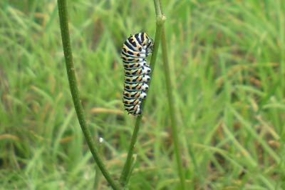 Machaon 