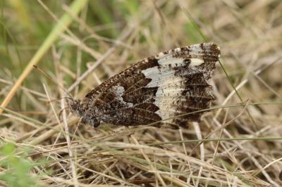 Brintesia circe