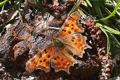 Polygonia c-album